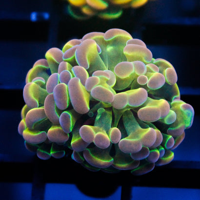 JC Ultra Hologram Hammer