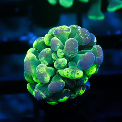 JC Ultra Splatter Hammer