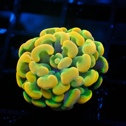 JC Rainbow Gold Hammer