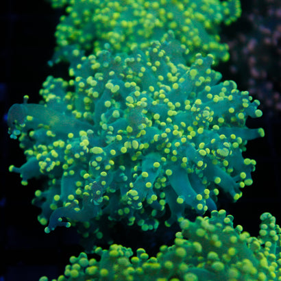JC Neon Green Octo