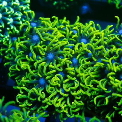 JC GSP