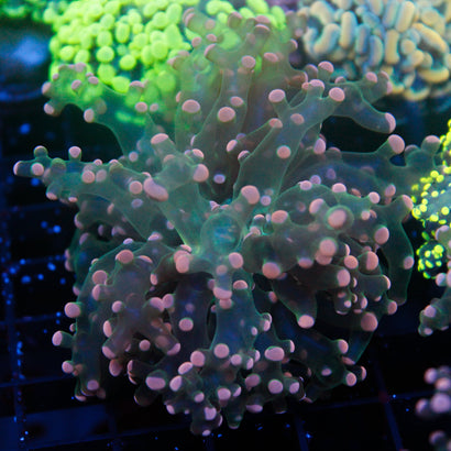 JC Pink Tip Octo
