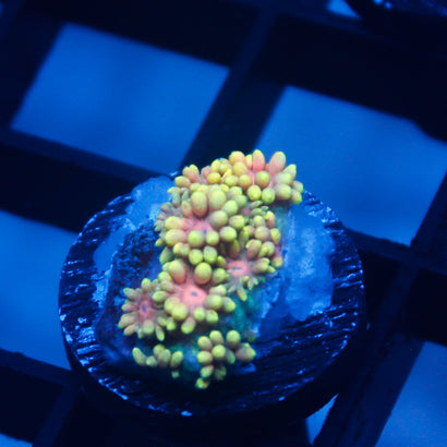 JC Spring Rose Goni