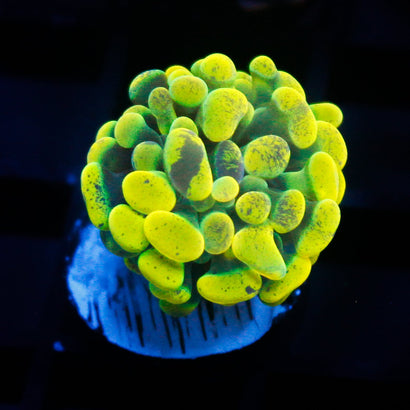 JC Neon Green Splatter Hammer