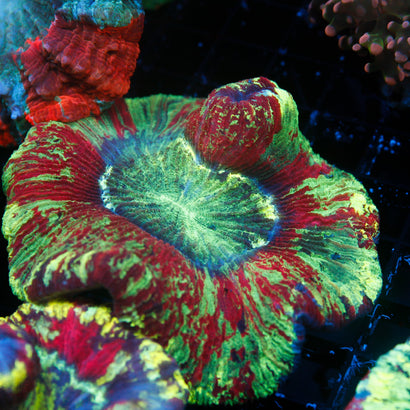 JC Ultra Rainbow Trachy