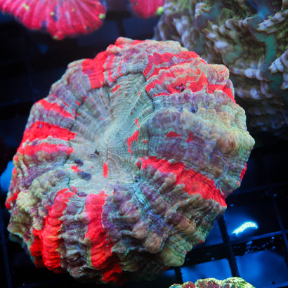 JC Ultra Acanthophyllia