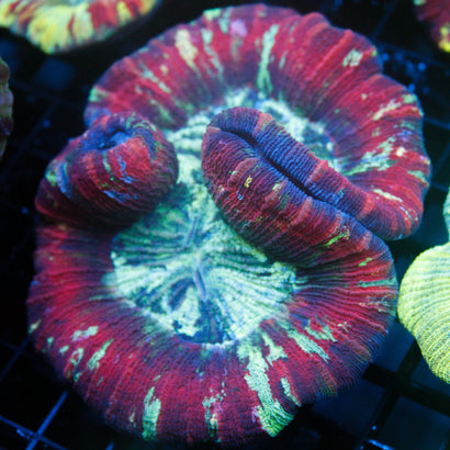 JC Ultra Rainbow Trachy