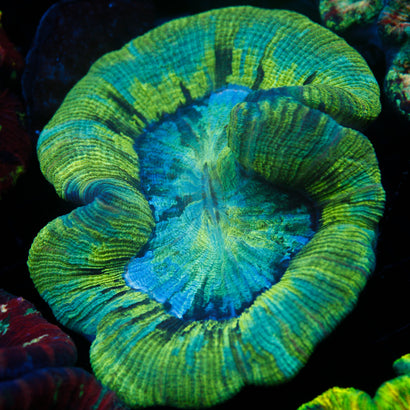 JC Neon Green Trachy