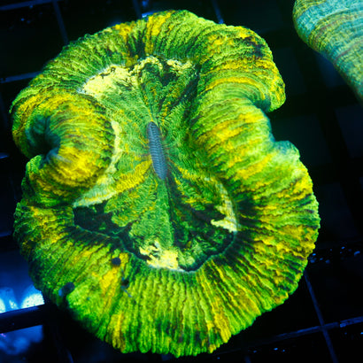 JC Neon Green Trachy