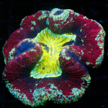 JC Ultra Rainbow Trachy