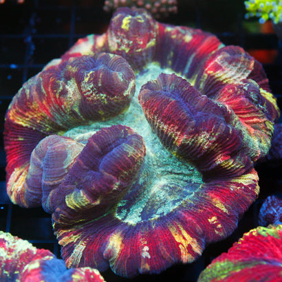 JC Ultra Rainbow Trachy