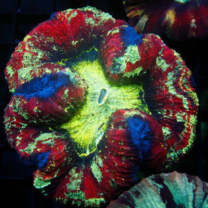 JC Ultra Rainbow Trachy