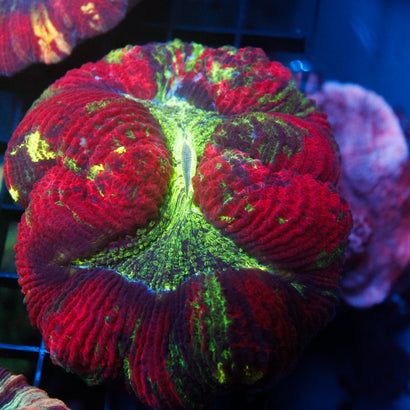 JC Ultra Rainbow Trachy