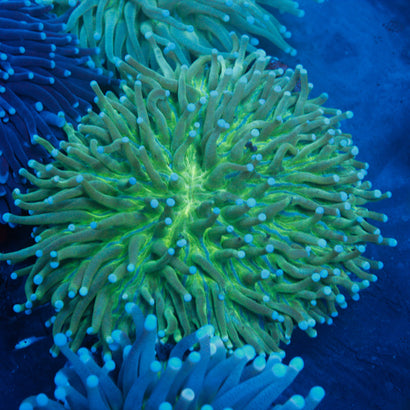 JC Neon Green Plate Coral