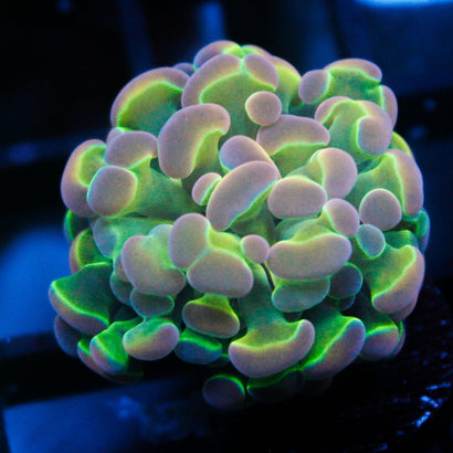 JC Ultra Hologram Hammer