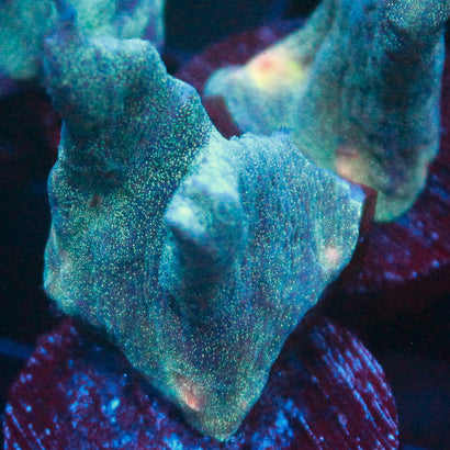 JC Space Zone Pectinia