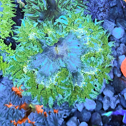 JC Ultra Rock Flower Anemone