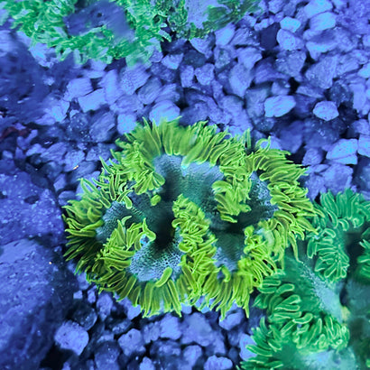 JC Ultra Rock Flower Anemone