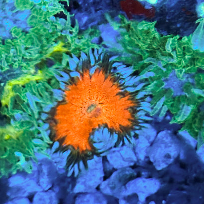 JC Ultra Rock Flower Anemone