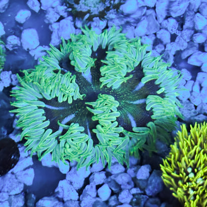 JC Ultra Rock Flower Anemone