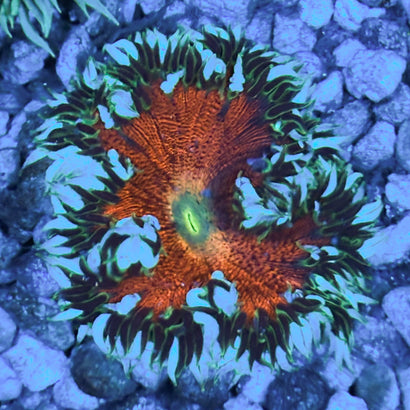 JC Ultra Rock Flower Anemone