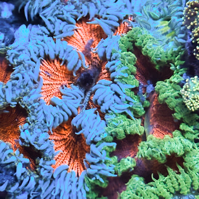 JC Ultra Rock Flower Anemone