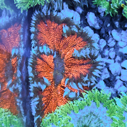 JC Ultra Rock Flower Anemone