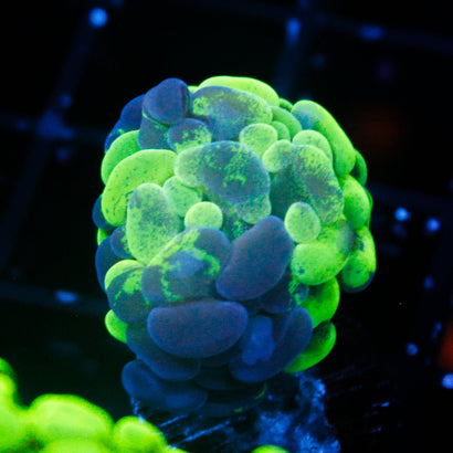 JC Ultra Splatter Hammer