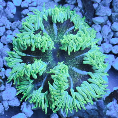 JC Ultra Rock Flower Anemone