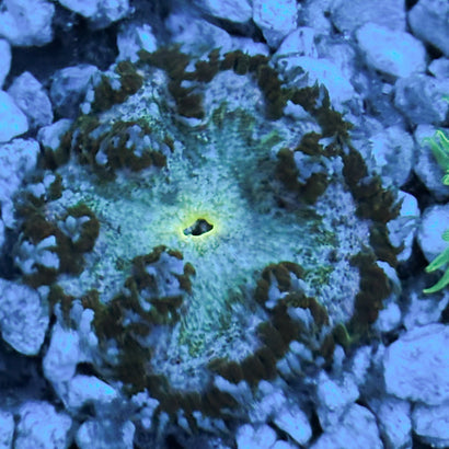 JC Ultra Rock Flower Anemone