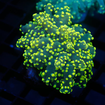 JC Yellow Tip Thick Tentacle Octo