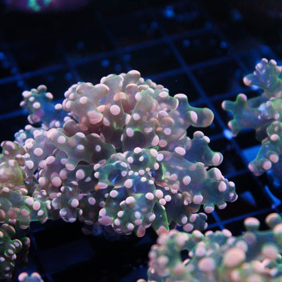 JC Pink Tip Octo