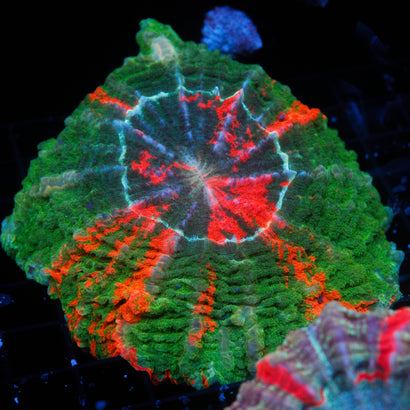 JC Bleeding Apple Acanthophyllia