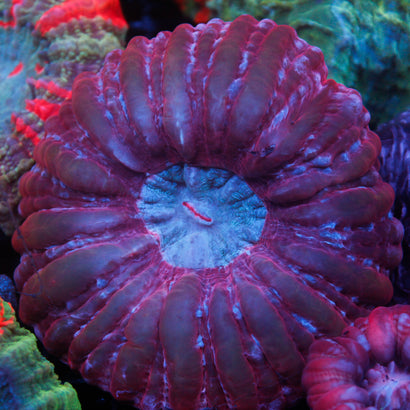 JC Ultra Red Cynaria