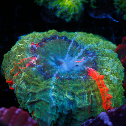 JC Bleeding Apple Acanthophyllia