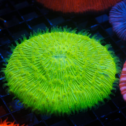 JC Neon Green Plate Coral