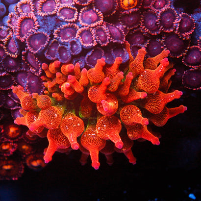 JC Ultra Speckled Bubble Tip Aneome