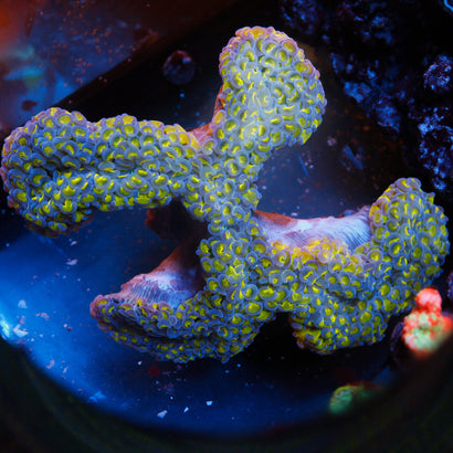 JC Bicolor Wall Hammer SHOW