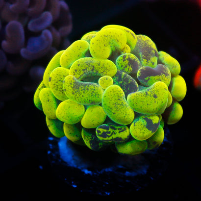 JC Neon Green SPlatter Hammer