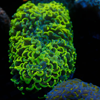 JC Neon Green Splatter Wall Hammer