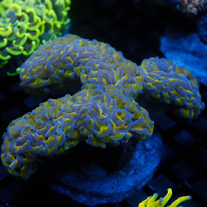 JC Bicolor Wall Hammer