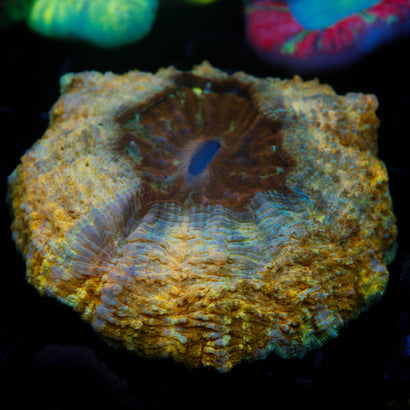 JC Ultra Acanthophyllia