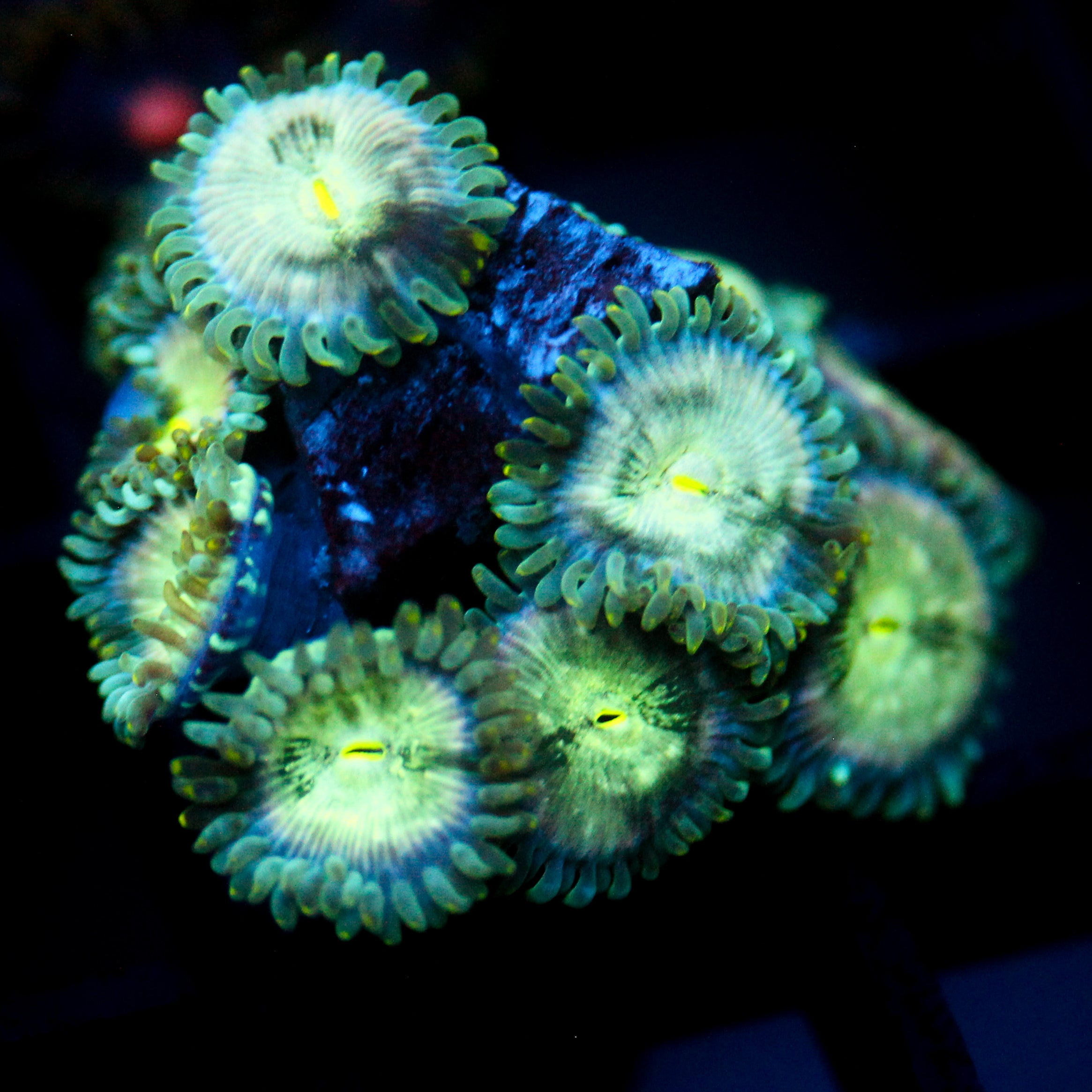 JC Hawaiian Ding Dang Zoanthid