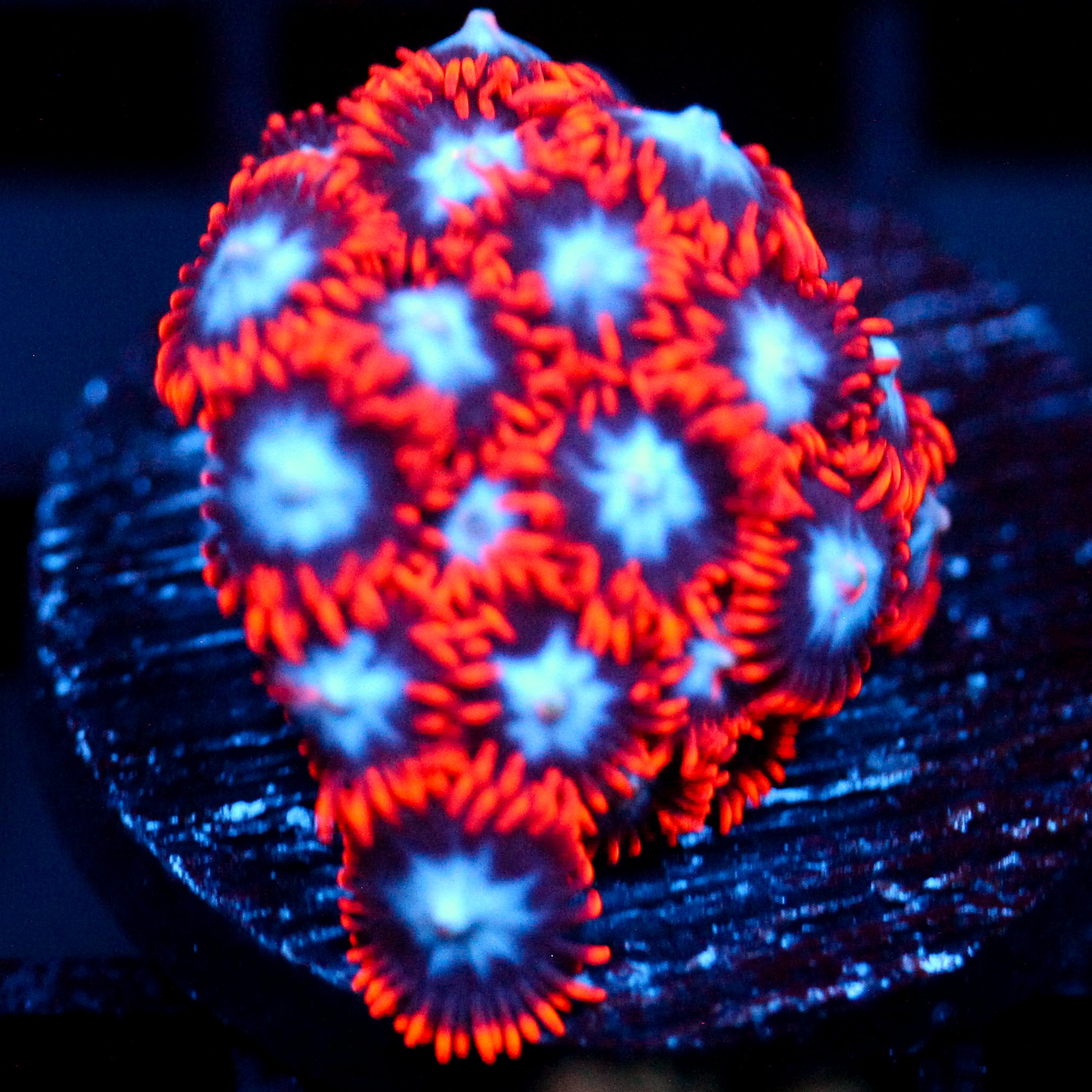 JC Edge of Reality Zoanthid