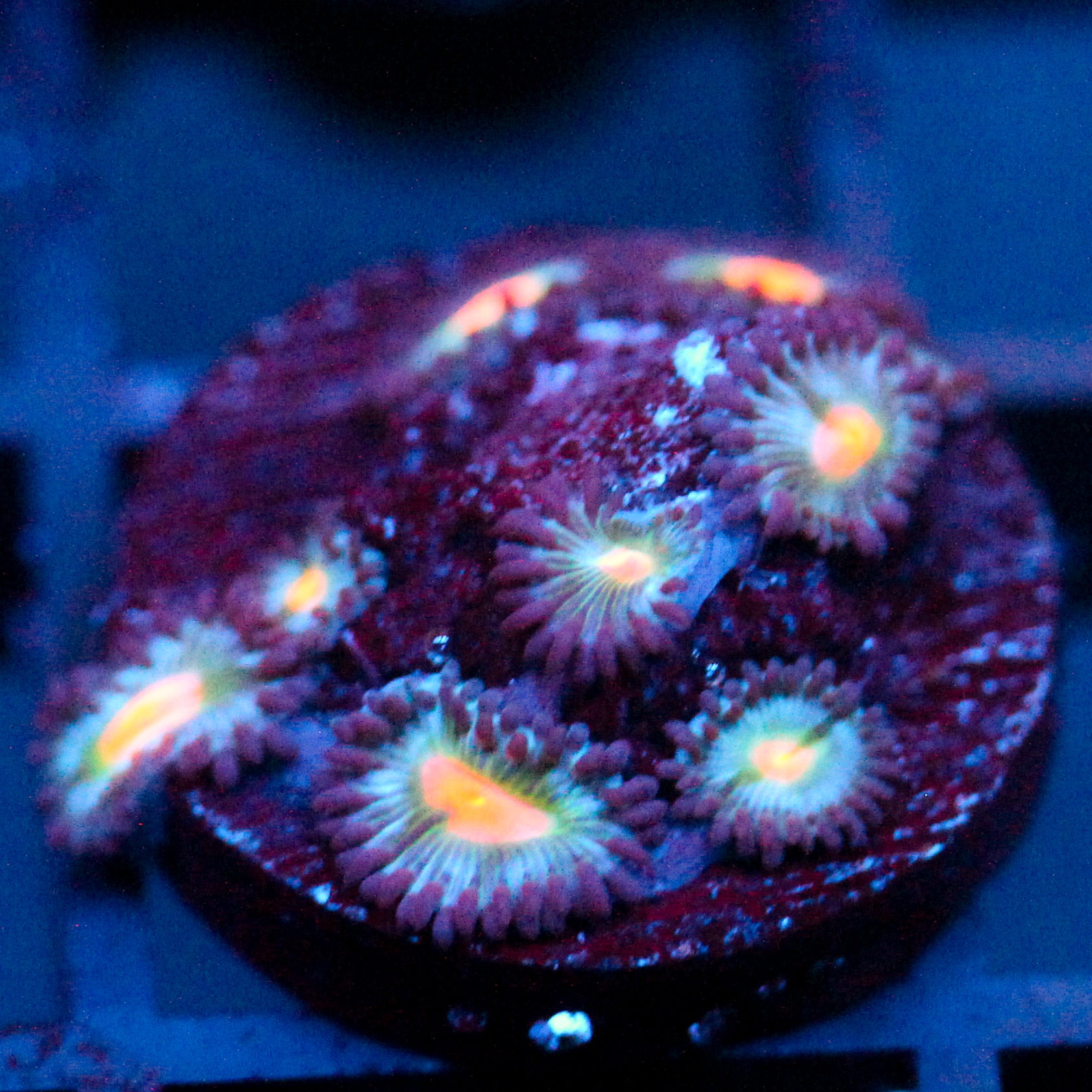 JC Blue Raven Zoanthid
