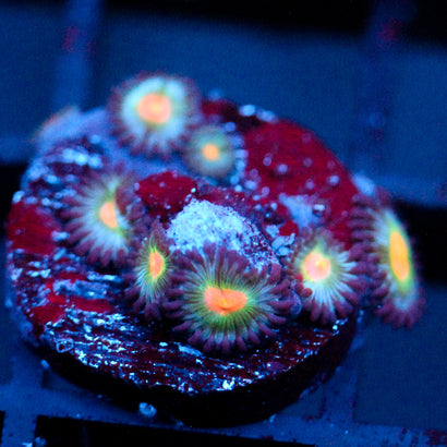 JC Alien Blood Zoanthid