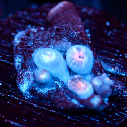 JC Amber Bliss Zoanthid