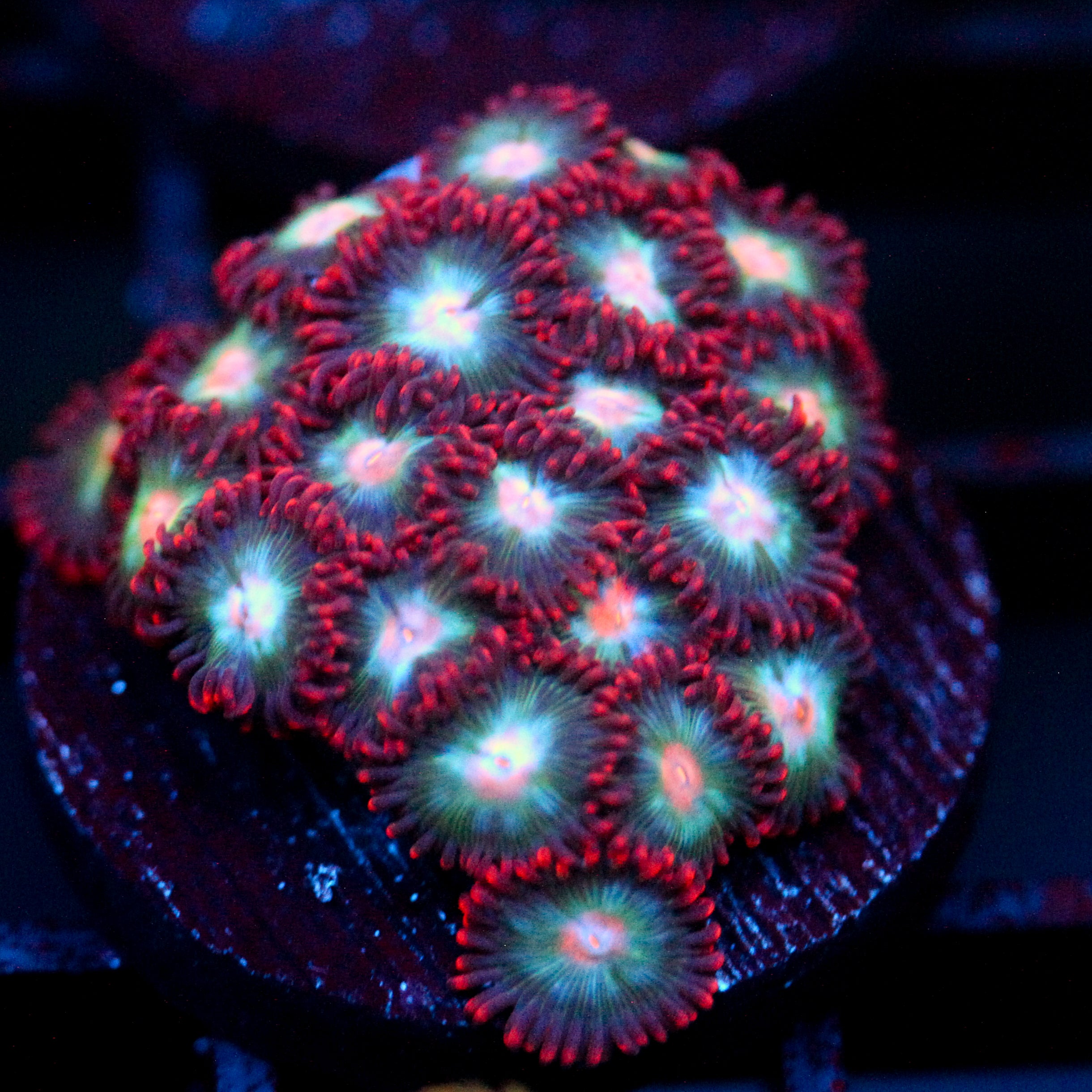 JC Nova Zoanthid