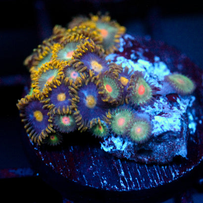 JC Zoa Garden Seed