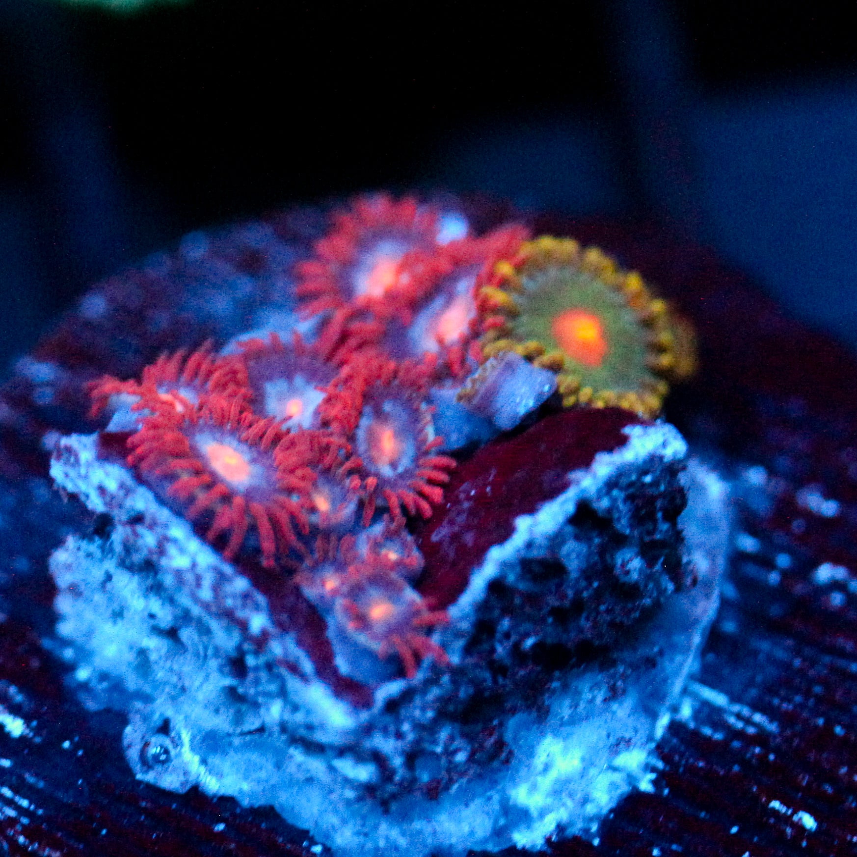 JC Peachy Blaze Zoanthid